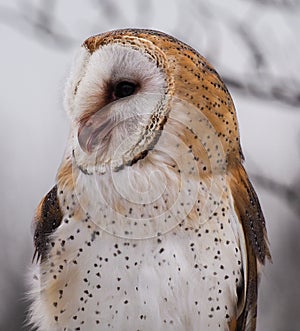 The western barn owl, Tyto alba in a nature park