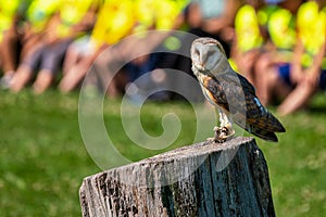 The western barn owl, Tyto alba in a nature park