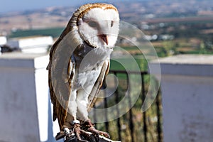 Tyto alba the western barn owl - Image - Photo