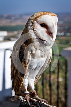 Tyto alba the western barn owl - Image - Photo