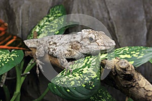 Western bearded anole