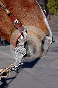 Western Bit and Bridle