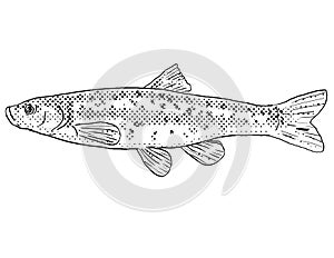 Western blacknose dace or Rhinichthys obtususFreshwater Fish Cartoon Drawing