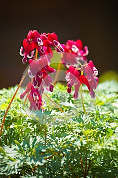 Western bleeding heart or Dicentra formosa