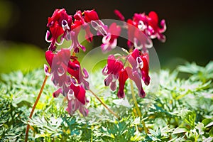 Western bleeding heart or Dicentra formosa