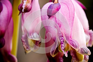 Western bleeding heart (Dicentra formosa)