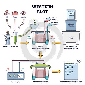 Western blot laboratory method for detecting specific proteins vector diagram