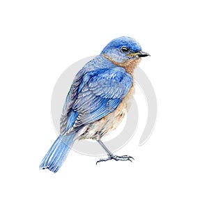 Western blue bird watercolor illustration. Hand drawn North America wild song bird Sialia mexicana. Bluebird side view image. photo