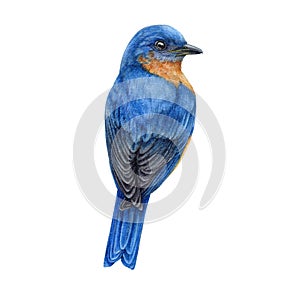 Western blue bird watercolor illustration. Hand drawn sialia mexicana avian. North America native wildlife songbird