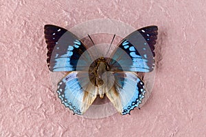 Western Blue Charaxes butterfly