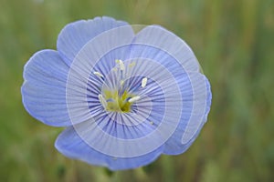 Western Blue Flax Flower