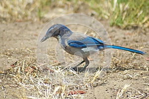 Western blue jay hides peanut in grass