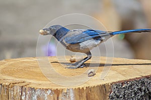 Western blue jay on tree stump with peanut in beak