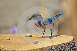 Western blue jay on tree stump with peanuts