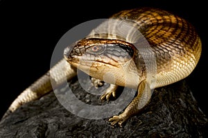 Western blue-tongued skink (Tiliqua occipitalis)