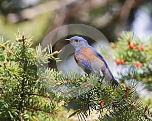 Western Bluebird