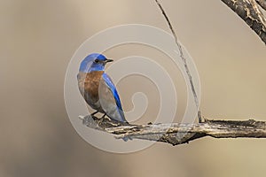 Western Bluebird