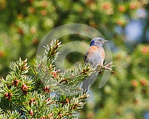 Western bluebird on branch