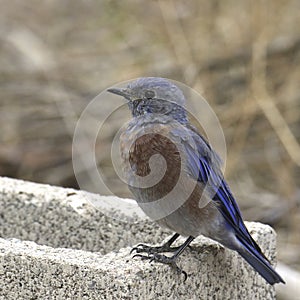 Western Bluebird female sialia mexicana