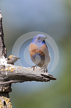 Western Bluebird Guarding His Territory