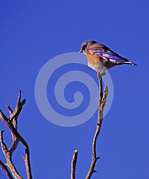 Western bluebird male