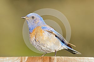Western Bluebird male adult perched on top of its birdhouse Springtime
