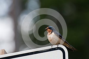 Western bluebird perched