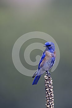 Western Bluebird, Sialia mexicana