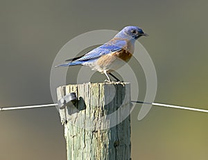 Western Bluebird Sialia mexicana perched on post