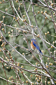 A western bluebird (Sialia mexicana) in Southern California.