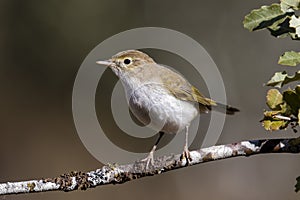 Western Bonelli warbler Phylloscopus bonelli perched on a branch.