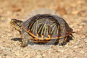 Western Box Turtle (Terrapene ornata) photo