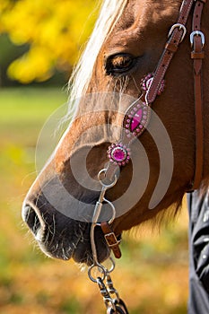 Western bridle