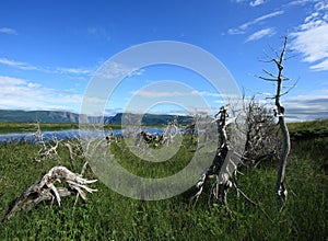 Western Brook Tuckamore