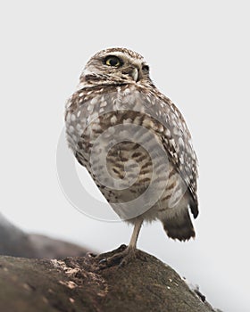 Western Burrowing Owl Standing on a Rock - Portrait on White Background