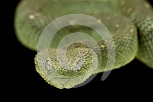 Western bush viper  Atheris chlorechis