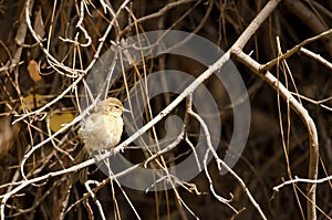 Western Canary Islands chiffchaff.