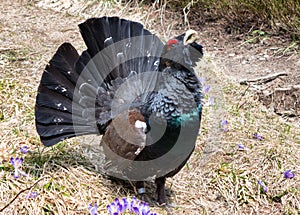 Western capercaillie in forest