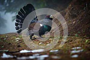 The western capercaillie is a heavy member of the grouse family and the largest of all extant grouse species