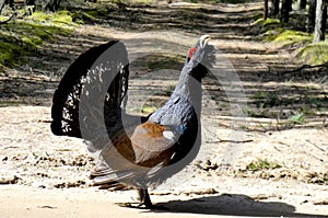 The western capercaillie. Noon decoration, spring bird, large, proud, male. Intersection guard.