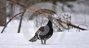 The western capercaillie. Scientific name: Tetrao urogallus.