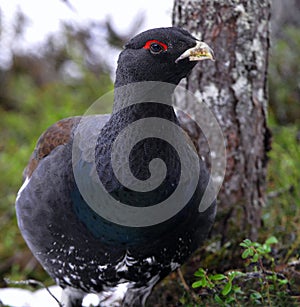 The western capercaillie. Scientific name: Tetrao urogallus.