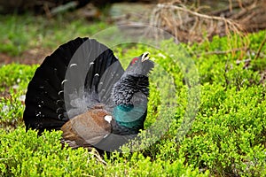 Western capercaillie showing off in the forest full of bilberry shrubs. photo