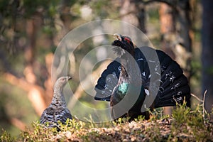 The Western Capercaillie, Tetrao urogallus