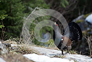 Western Capercaillie (Tetrao urogallus)