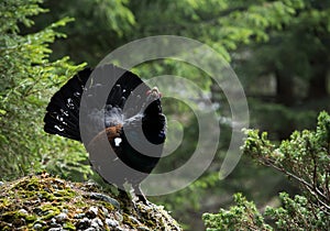 Western Capercaillie (Tetrao urogallus)