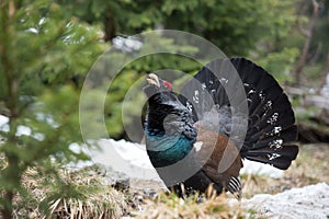 Western Capercaillie - Tetrao urogallus