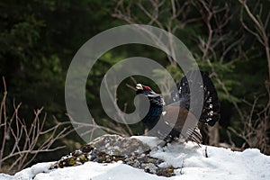 Western Capercaillie (Tetrao urogallus)