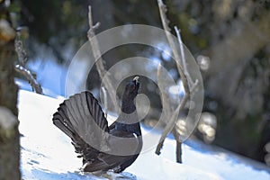 The Western Capercaillie Tetrao urogallus also known as the Wood Grouse Heather Cock or just Capercaillie in the forest