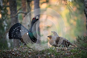 The Western Capercaillie, Tetrao urogallus photo